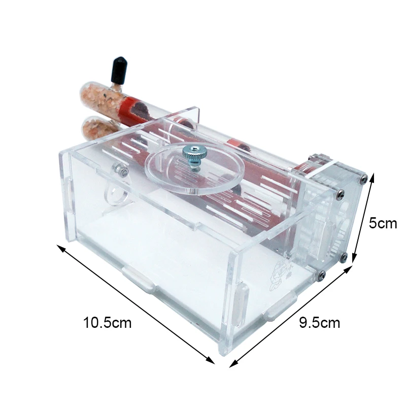 DIY karınca çiftlik 2 adet 18- - Begonia Rex incelemesi ve fiyatı